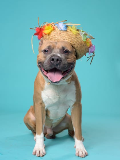 Photo of Goldan, adoptable dog in Atlanta, Georgia