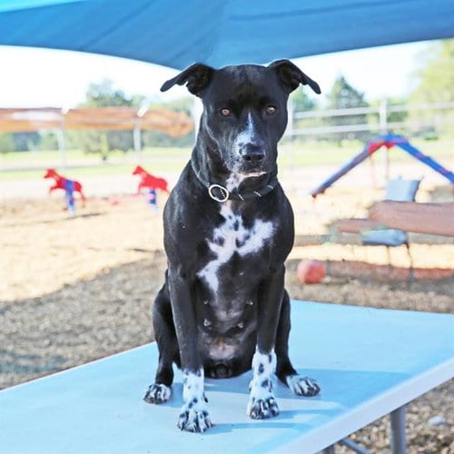 Photo of Blueberry, adoptable American Pit Bull Terrier in Albuquerque, New Mexico