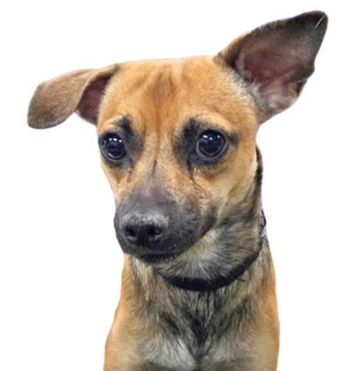 Photo of Big Hunk, adoptable Miniature Pinscher in Reno, Nevada
