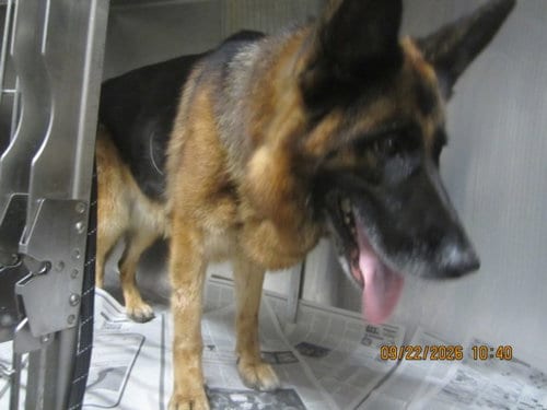 Photo of Autumn, adoptable German Shepherd Dog in Los Angeles, California