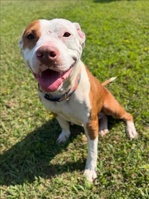Photo of Kit, adoptable Pit Bull Terrier in Conroe, Texas