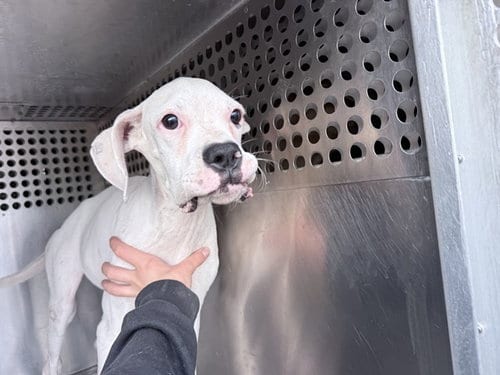 Photo of Shrimp, adoptable Boxer in Phoenix, Arizona