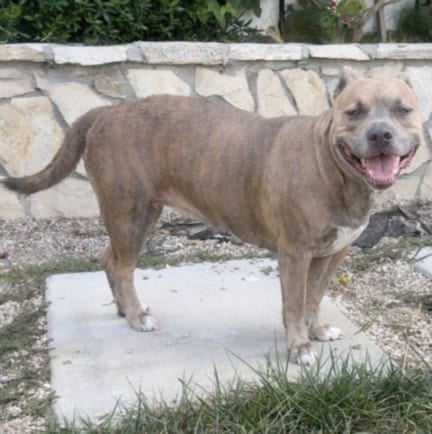Photo of Chica, adoptable Pit Bull Terrier in Los Angeles, California