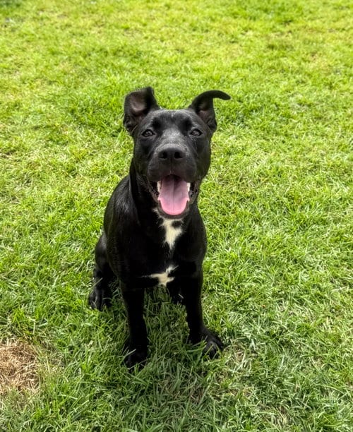 Photo of Venus (Planet Litter), adoptable German Shepherd Dog in Holly Springs, North Carolina