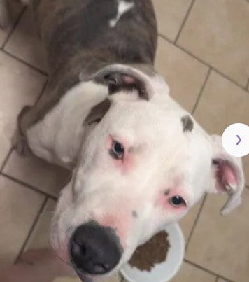 Photo of A047345, adoptable Pit Bull Terrier in Tracy, California