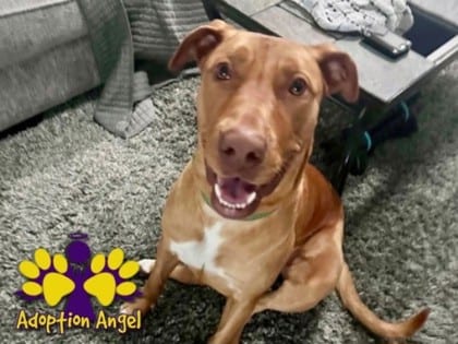 Photo of Derby, adoptable dog in Georgetown, Texas