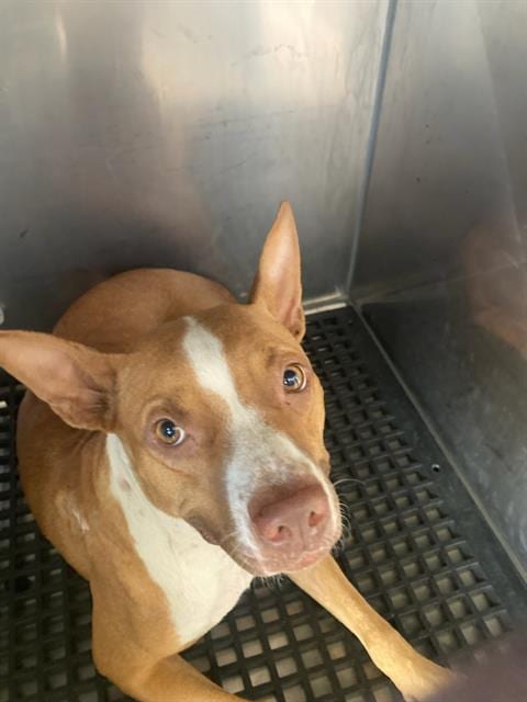 Photo of Hailey, adoptable Pit Bull Terrier mix