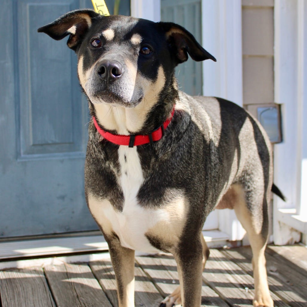 Photo of Sadie, adoptable Coonhound / Husky, Siberian in Georgia, Georgia