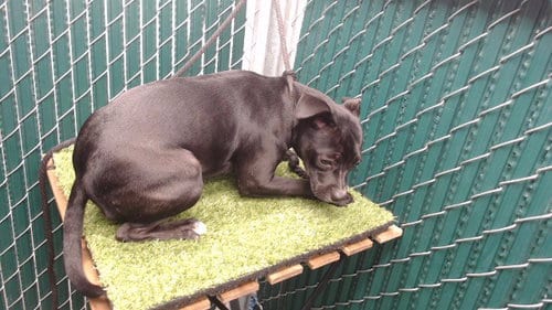 Photo of Cinnamon, adoptable Pit Bull Terrier in Downey, California