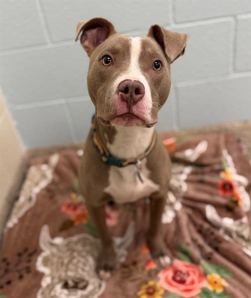 Photo of Kevin, adoptable Pit Bull Terrier in Brighton, Colorado