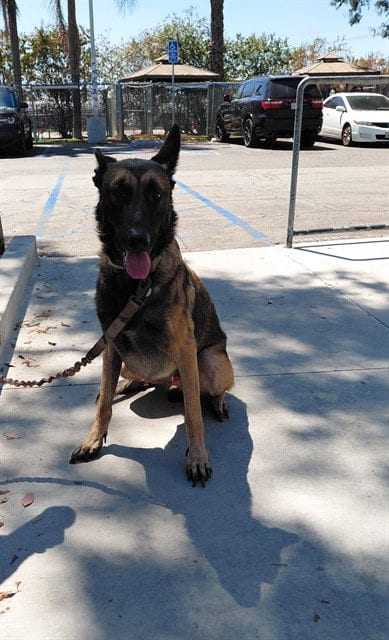 Photo of Boba, adoptable Belgian Shepherd Malinois in Baldwin Park, California