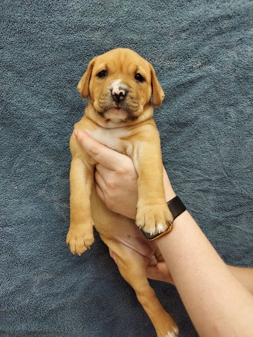 Photo of Kimmy, adoptable Labrador Retriever in Herndon, Virginia