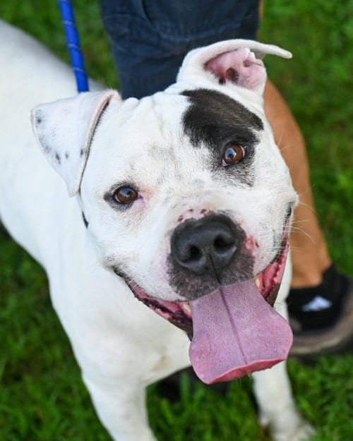 Photo of DI 92 Harbor, adoptable Pit Bull Terrier in Glen Allen, Virginia