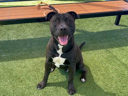 Photo of Andre, adoptable Labrador Retriever in Orange, California