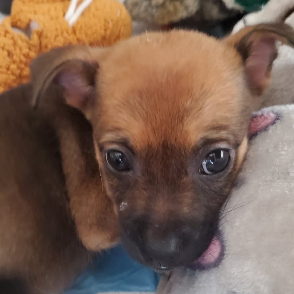 Photo of Dolly, adoptable Chihuahua / Mixed Breed (Small) in Riverside, California