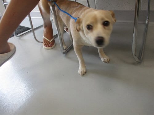 Photo of Lily Pad, adoptable Chihuahua in Ocala, Florida