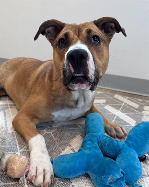 Photo of Frida, adoptable dog in Palmetto, Florida