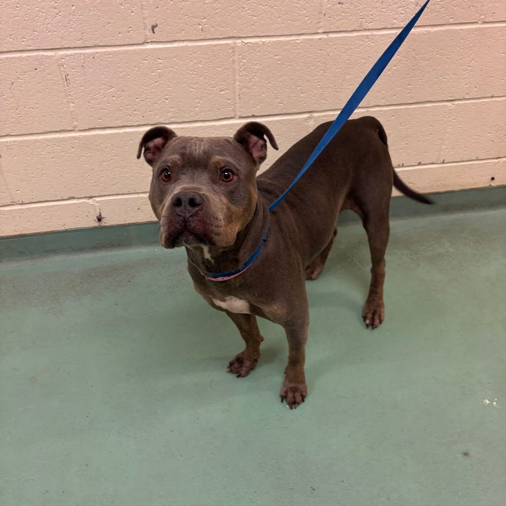 Photo of Kiola, adoptable dog