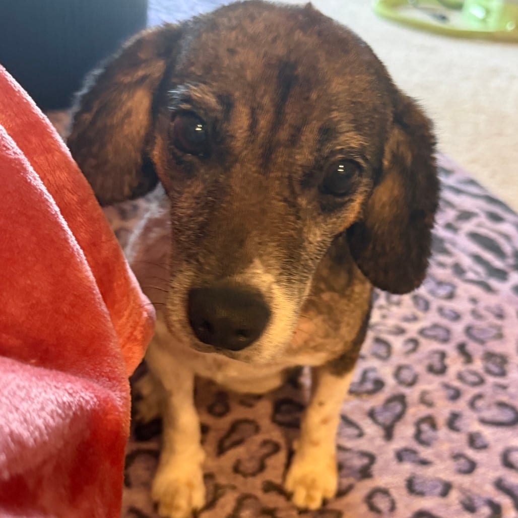 Photo of George, adoptable Beagle in Fairfax Station, Virginia