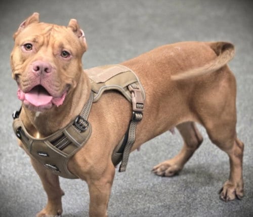 Photo of Ginger, adoptable Pit Bull Terrier in Los Angeles, California