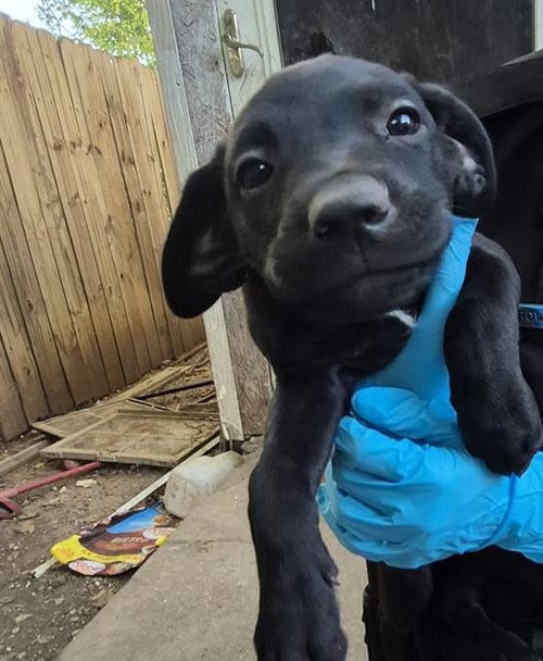Photo of Puppy 2, adoptable American Staffordshire Terrier in San Antonio, Texas