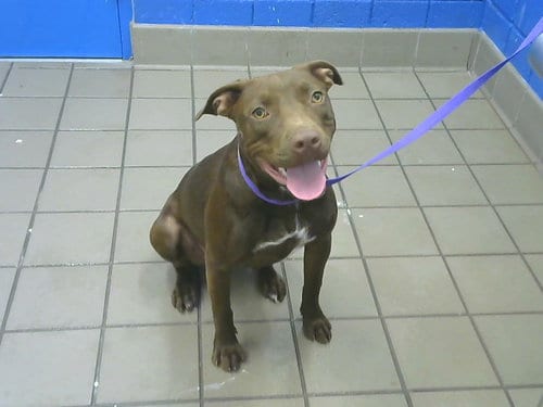 Photo of Coco Puff, adoptable Labrador Retriever in Albuquerque, New Mexico