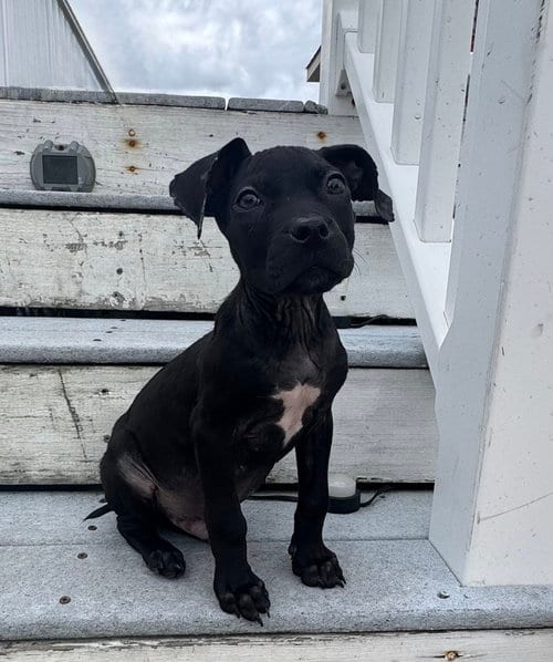 Photo of Emmitt, adoptable Pit Bull Terrier in Willingboro, New Jersey