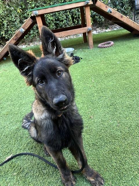 Photo of Geraldo, adoptable Dutch Shepherd in San Jose, California