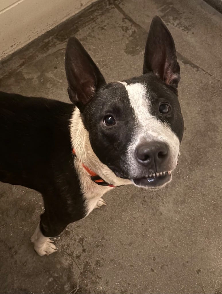 Photo of Diesel, adoptable Mixed Breed in Ocala, Florida