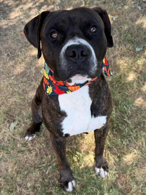 Photo of Cash, adoptable Pit Bull Terrier in Tulsa, Oklahoma