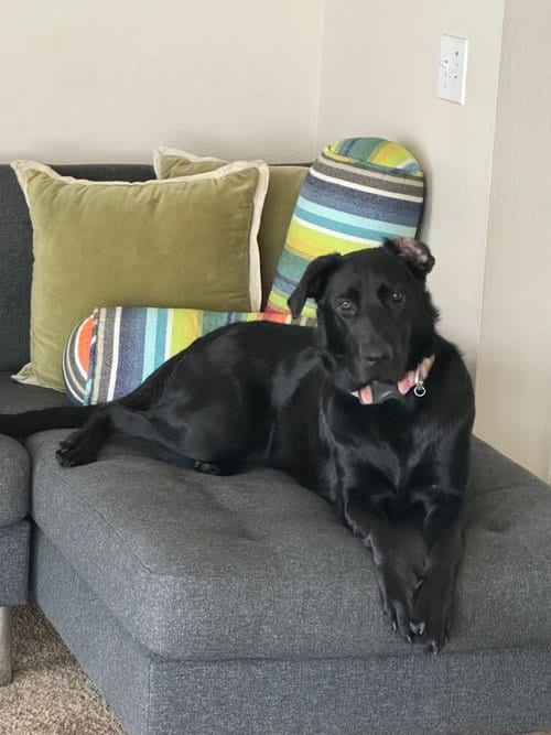 Photo of Kai, adoptable Black Labrador Retriever in Dana Point, California