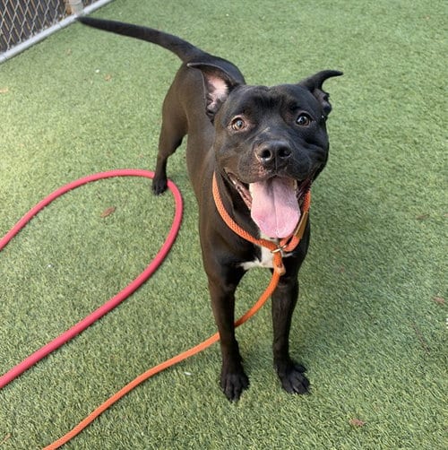 Photo of Fazbear, adoptable Pit Bull Terrier in San Jose, California