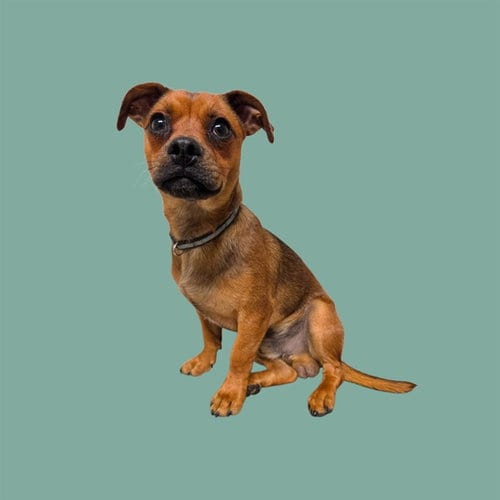 Photo of Barnacle, adoptable Chihuahua in Bakersfield, California