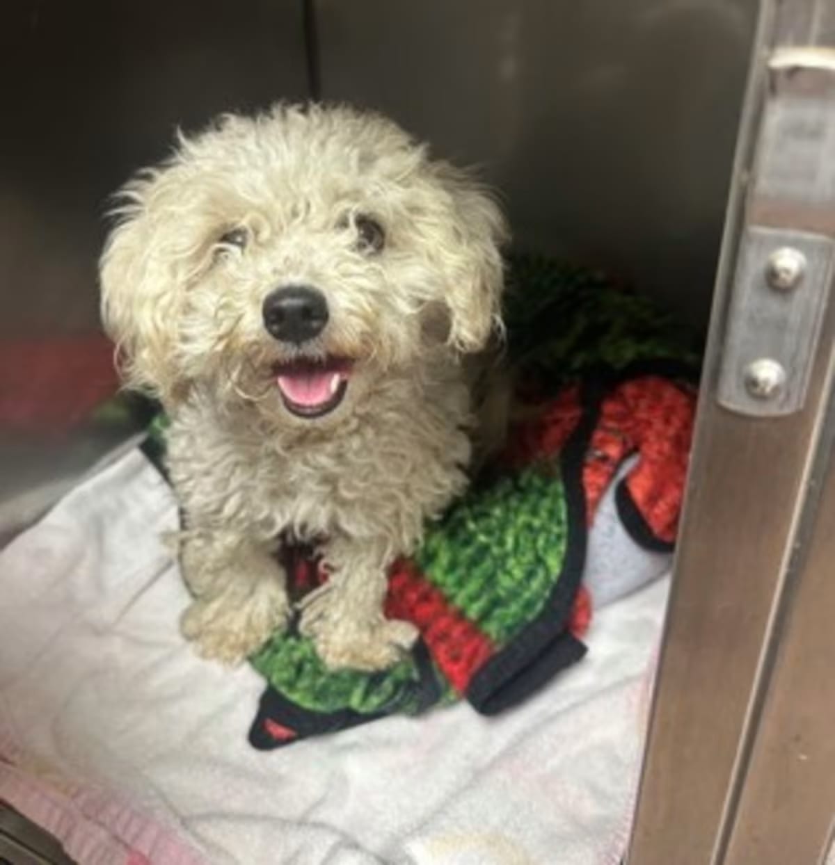 Photo of Sandy, adoptable Coton de Tulear in Seattle, Washington