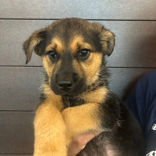 Photo of Lasso, adoptable Unknown breed in Rancho Santa Fe, California