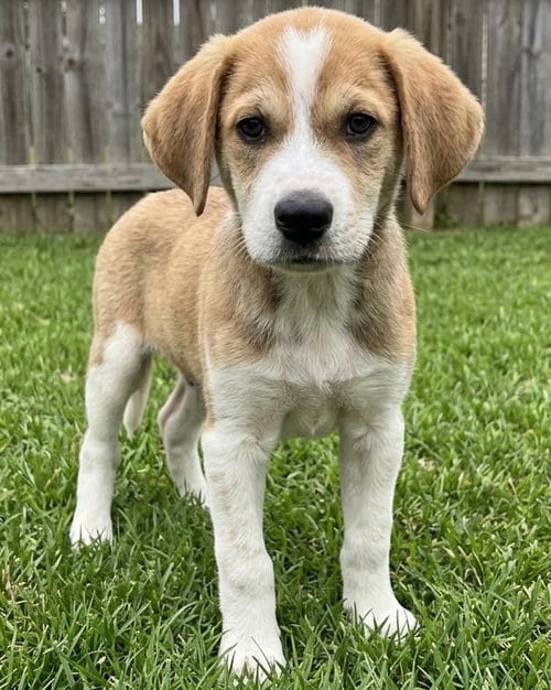 Photo of Monty, adoptable Beagle in Grovertown, Indiana