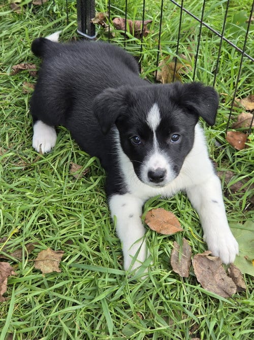 Photo of Skye, adoptable Australian Cattle Dog/Blue Heeler in Garden City, New York