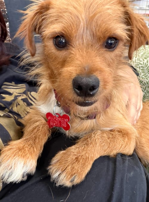 Photo of Biscuit, adoptable Terrier in San Diego, California
