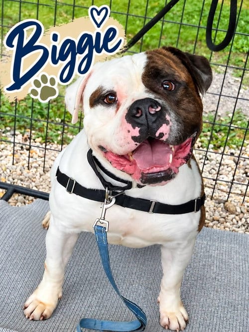 Photo of Biggie, adoptable American Bulldog in Jackson, New Jersey