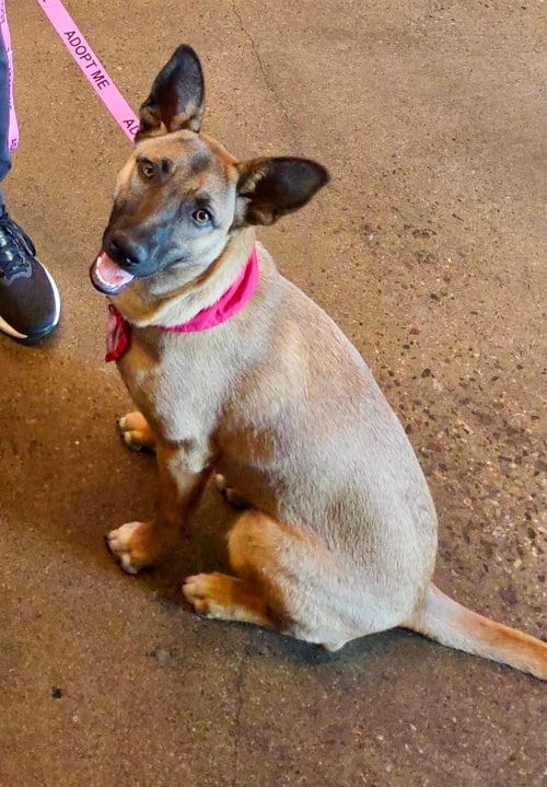 Photo of Gidget, adoptable German Shepherd Dog in Newport Beach, California
