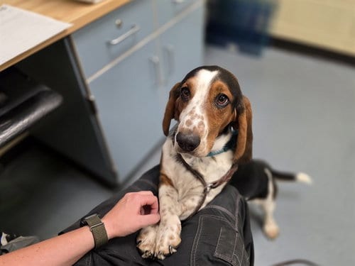 Photo of Bobby, adoptable Basset Hound in Denver, Colorado