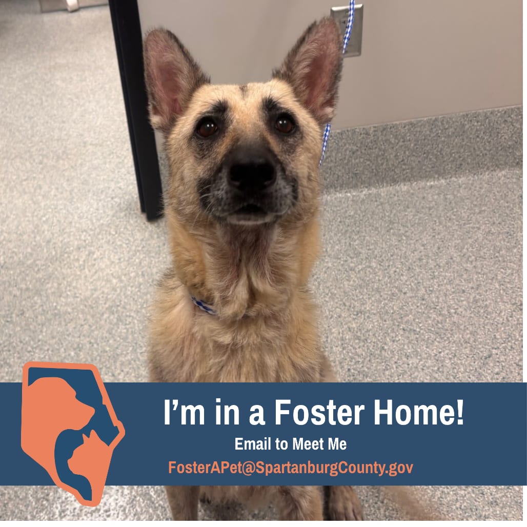 Photo of Shadow, adoptable Shepherd, German in Spartanburg, South Carolina