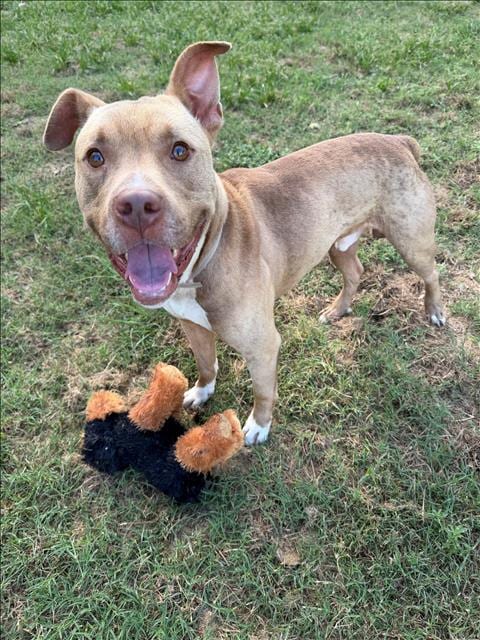 Photo of Toby, adoptable American Pit Bull Terrier in Conroe, Texas