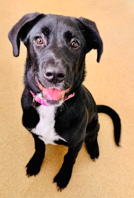 Photo of Chiquita, adoptable Labrador Retriever in Derwood, Maryland