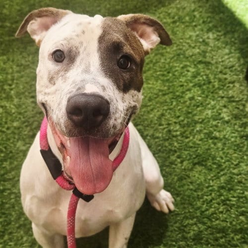 Photo of Brick, adoptable American Pit Bull Terrier in Phoenix, Arizona