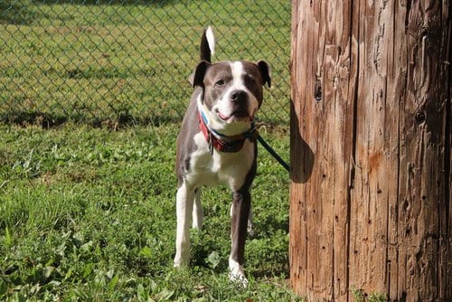 Photo of Reacher, adoptable Pit Bull Terrier in St Peters, Missouri