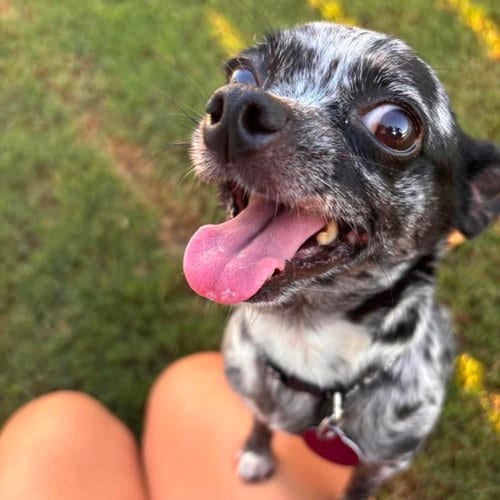 Photo of Cookie, adoptable Chihuahua in Spring Lake, North Carolina