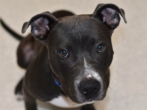 Photo of Bullwrinkle, adoptable Pit Bull Terrier in Denver, Colorado