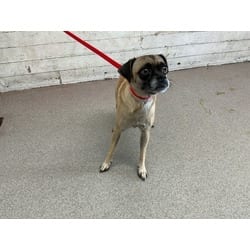 Photo of Star, adoptable Pug in San Bernardino, California