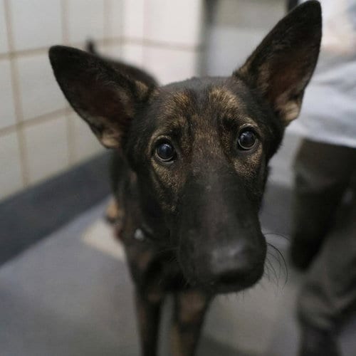 Photo of Agnes, adoptable Belgian Shepherd Malinois in San Antonio, Texas